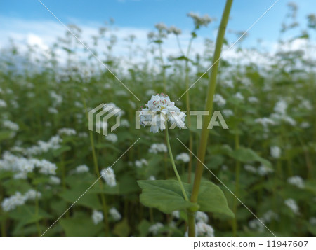 Soba flower flower garden 11947607