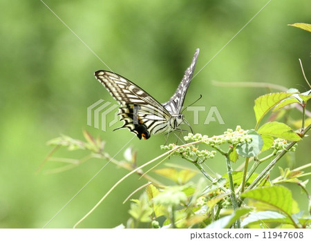 Namiameha and Yabugarashi ① 11947608