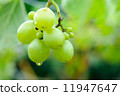 Growing grapes 11947647