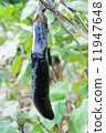 Eggplant 11947648