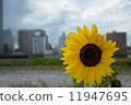 向日葵 11947695
