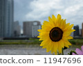 向日葵 11947696