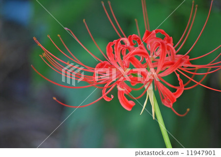 Cluster amaryllis 11947901