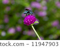 Happy Blue Bee 11947903