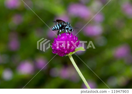 Happy Blue Bee 11947903