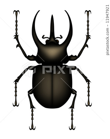 Atlas Beetle Atlas Beetle 11947921