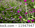 Blue bee 11947947