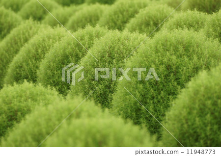 Green Kokia Summer Up 1 Hitachihama Park 11948773