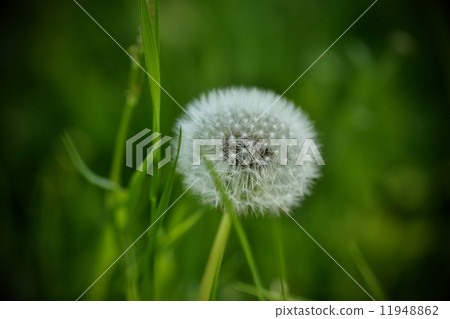 Dandelion at garden in spring Dandelion at garden in spring 11948862