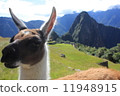 Machu Picchu 11948915