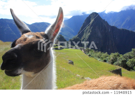 Machu Picchu 11948915