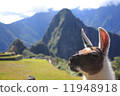 Machu Picchu 11948918