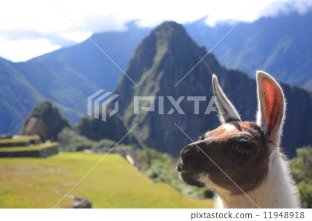 Machu Picchu 11948918