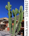 Cactus 11948927