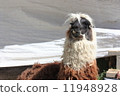 Llama 11948928