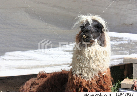 Llama 11948928