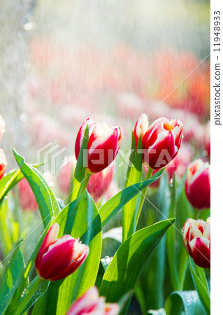 Red tulips in the rain Red tulips in the rain 11948933