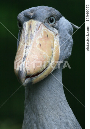 Hashbill Hashbill 11949072