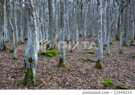 Mystical forest 11949224