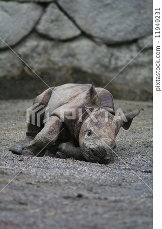 躺下在犀牛的嬰孩 躺下在犀牛的嬰孩 11949231