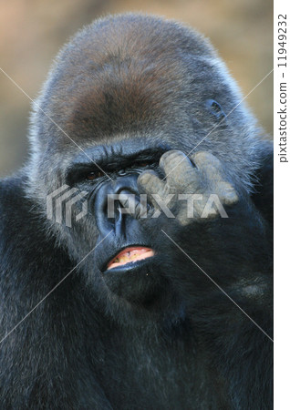 大猩猩撿起鼻子 大猩猩撿起鼻子 11949232