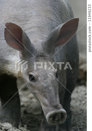 一群蝴蝶 一群蝴蝶 11949233