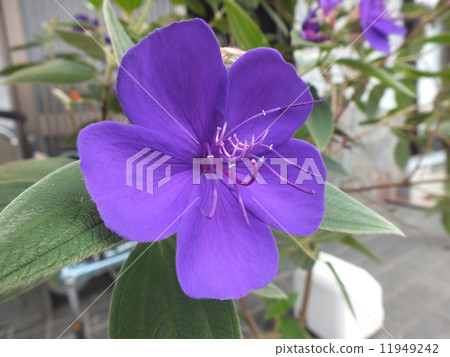 紫花 11949242