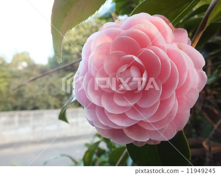 茶花 11949245