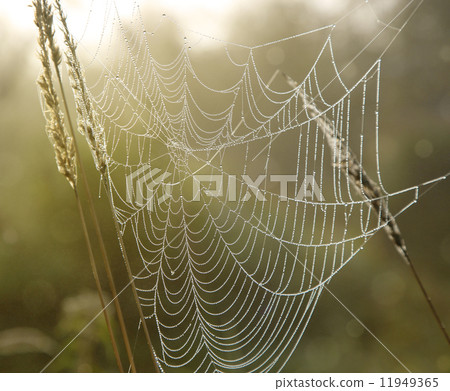 spider web with dew drops 11949365