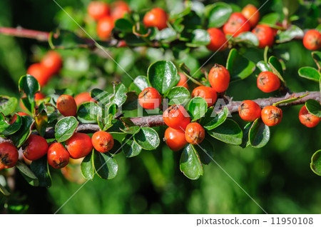 Cotoneaster Bush Cotoneaster Bush 11950108