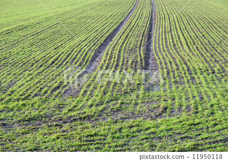 Green rows at a Springtime field 11950118