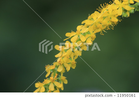 Kinnizu Hiki Kinnizu Hiki 11950161