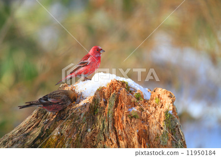 Male fern Male fern 11950184