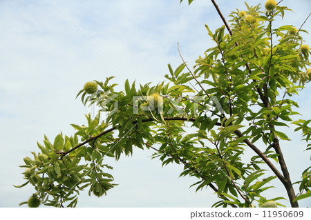 Chestnut fruit 11950609