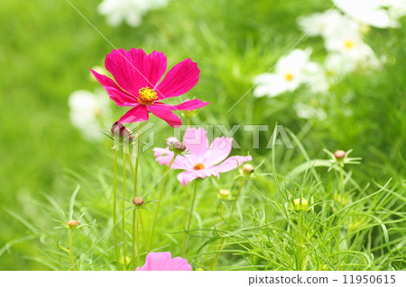 Cosmos flowers 11950615