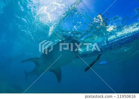 Whale shark 11950616