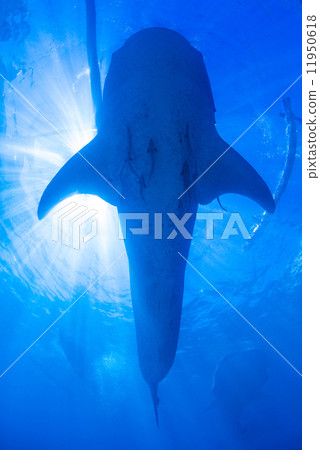 Whale shark 11950618