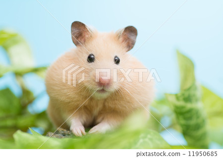 Cheekbaited Kinkama Hamster 11950685