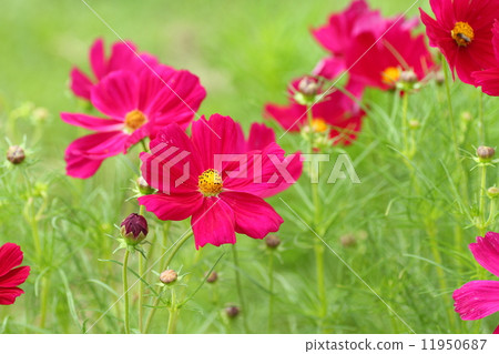 Cosmos flowers 11950687