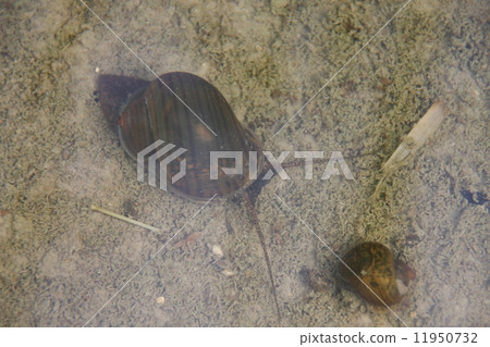 snail in the rice field 11950732