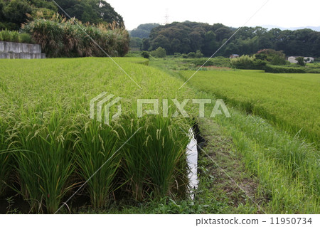 Paddy field 11950734