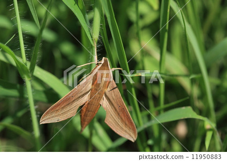 生物昆蟲是美麗的錫母馬,昆蟲,米色和橙色。附有“Co”,但它的大小約為7厘米 生物昆蟲是美麗的錫母馬,昆蟲,米色和橙色。附有“Co”,但它的大小約為7厘米 11950883
