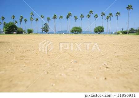 Park Palm Tree 11950931