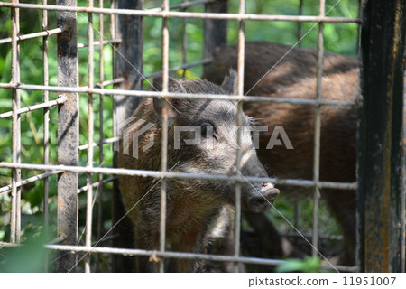 Wild boar captured Wild boar captured 11951007