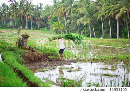 Man working on rice field near Ubud 11951195