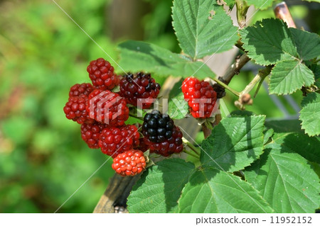 Blackberry  11952152