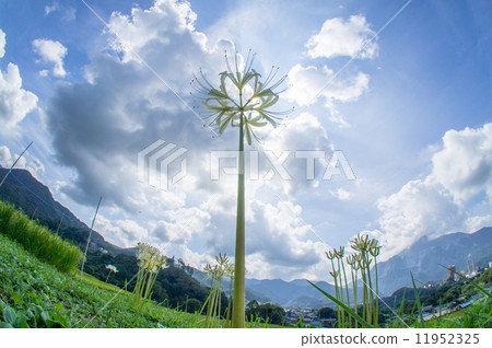 白色簇狀孤挺花 白色簇狀孤挺花 11952325