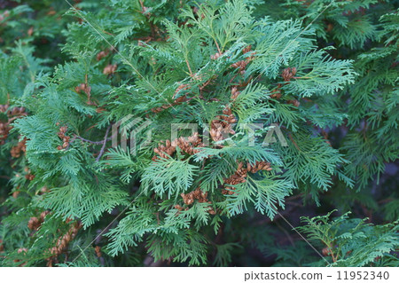 flavokok葉子的果實 flavokok葉子的果實 11952340