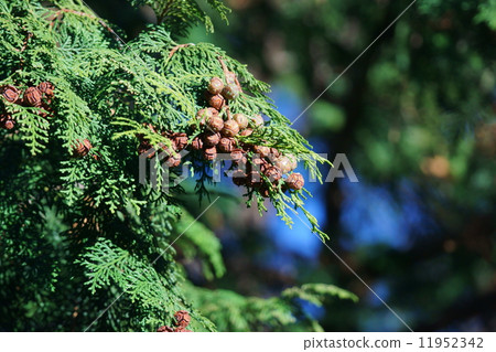 Fruit of hinoki cypress 11952342