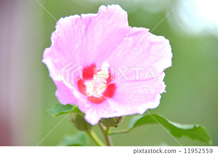 粉紅木環 11952559